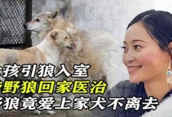 引狼入室 在线观看,揭秘网络陷阱的惊悚故事