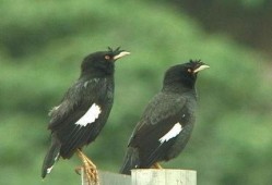 功夫瑜伽八哥在线观看,八哥在线观影，领略异域风华